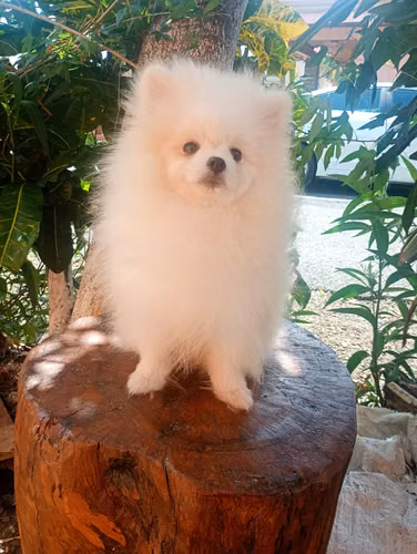 Pomeranian