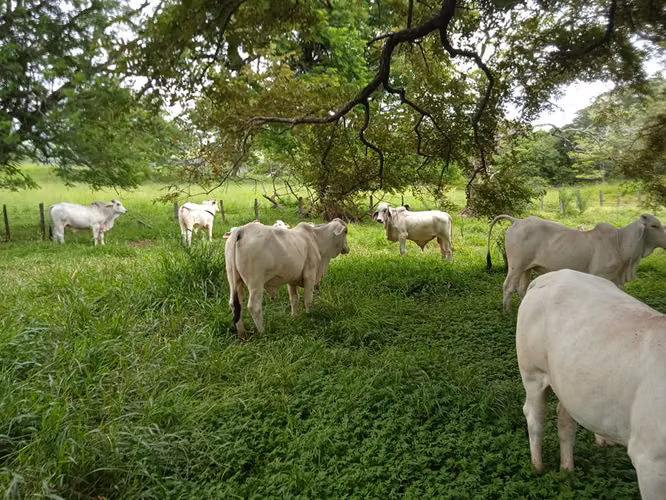 Finca Ganadera 420 Ha, Palmira de Cañas, Guanacaste