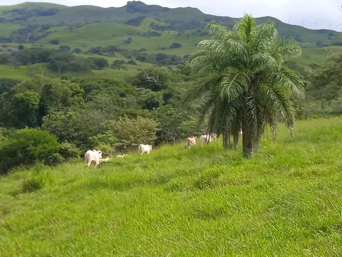 Finca Ganadera 420 Ha, Palmira de Cañas, Guanacaste