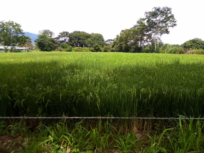 Venta de Terreno en el centro de Ciudad Cortés, Osa, Puntarenas
