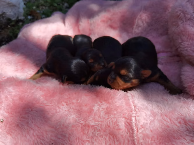 yorkies hembra estandar