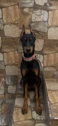 Doberman hembra con pedigrie