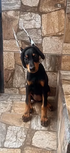 Doberman hembra con pedigrie