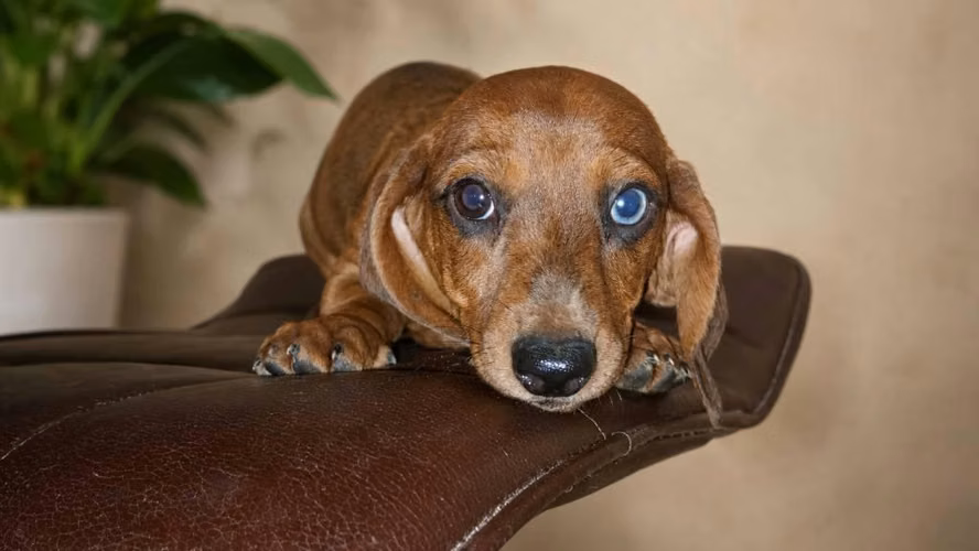 Perros salchicha