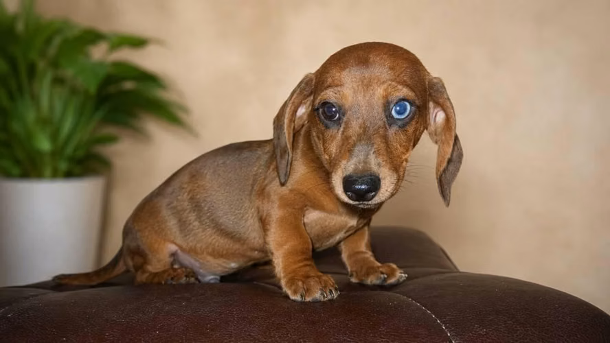 Perros salchicha