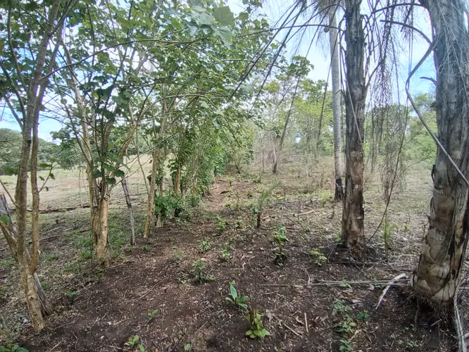 VENTA DE FINCA EN ESPARZA, ESPIRITU SANTO, PUNTARENAS