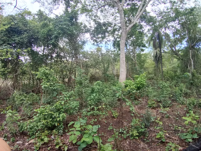 VENTA DE FINCA EN ESPARZA, ESPIRITU SANTO, PUNTARENAS
