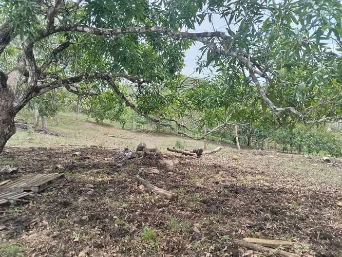 VENTA DE FINCA EN ESPARZA, ESPIRITU SANTO, PUNTARENAS