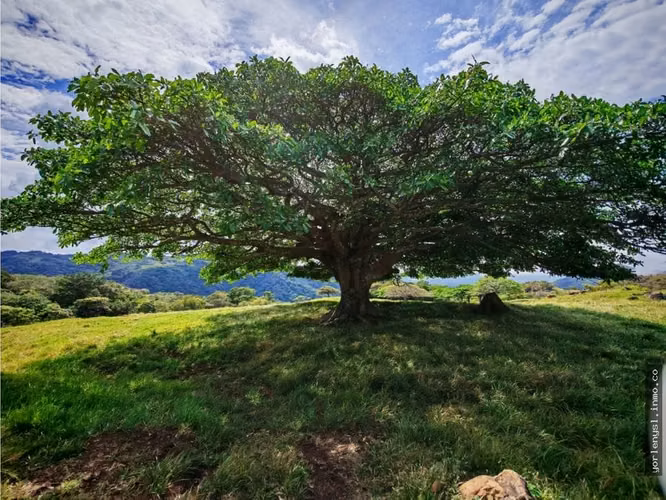 Venta de Finca Miramar- Puntarenas