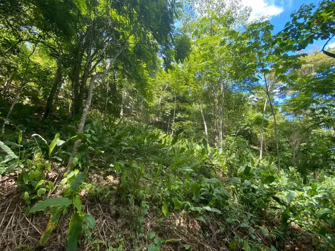 Terreno Exclusivo con Río y Bosque en Garabito - Imagen 9