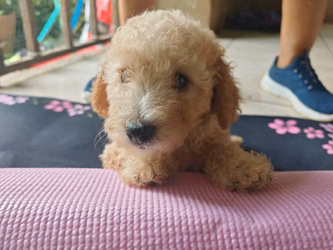 Cachorros French Poodle