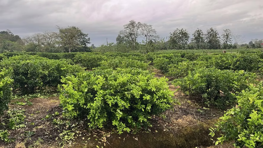 Working Lime Farm (TICO BPA Certified) Costa Rica - For Sale