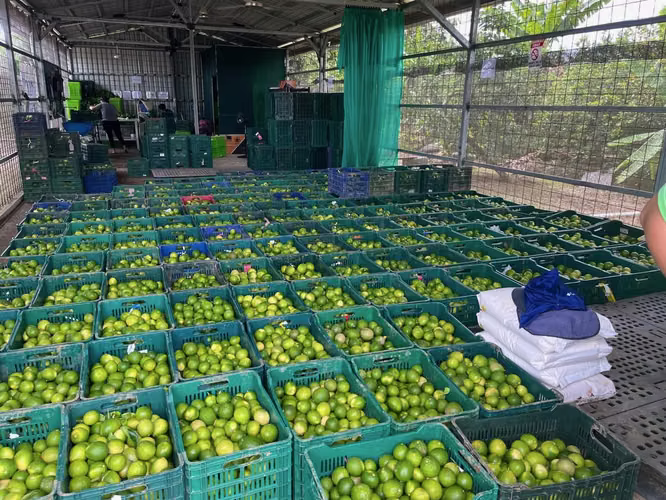 Working Lime Farm (TICO BPA Certified) Costa Rica - For Sale