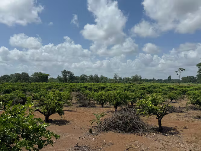 Working Lime Farm (TICO BPA Certified) Costa Rica - For Sale