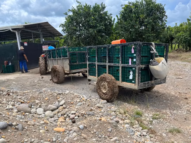 Working Lime Farm (TICO BPA Certified) Costa Rica - For Sale