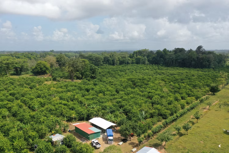 Working Lime Farm (TICO BPA Certified) Costa Rica - For Sale