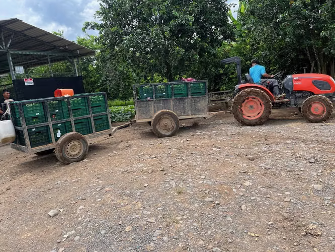 Working Lime Farm (TICO BPA Certified) Costa Rica - For Sale