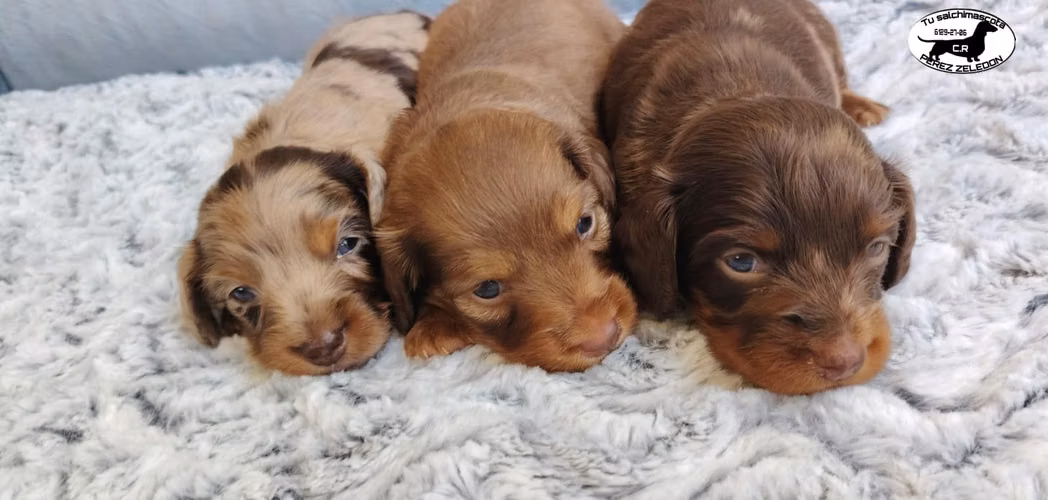Salchichas dachshund teckel pelo largo y pelo corto
