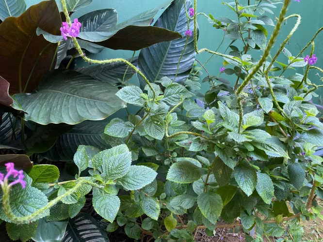 VENDO PROPIEDAD DE UNA PLANTA CON APARTAMENTOS EN EL CORAZÓN DE BARRIO ESCALANTE - Imagen 17