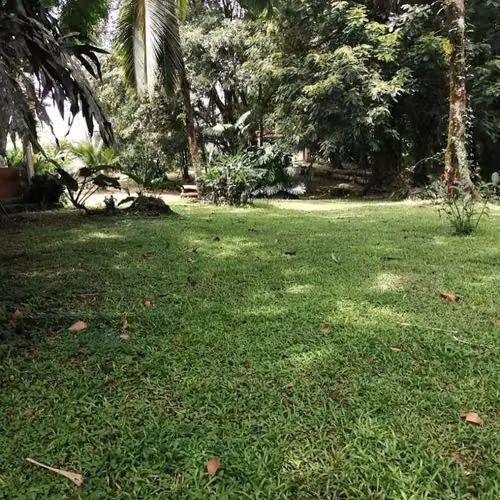 Se vende finca en Guápiles -Limón - Imagen 6