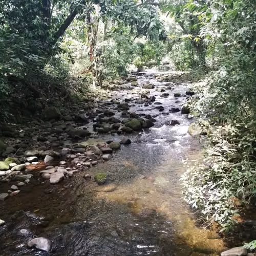 Se vende finca en Guápiles -Limón - Imagen 3