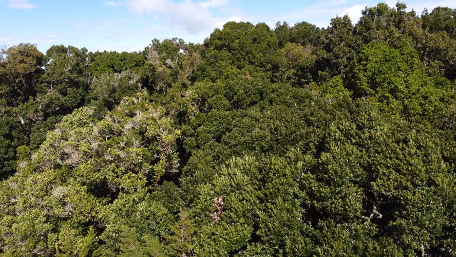 Finca Aguas Buenas – 118 Hectáreas-Acosta, San José - Imagen 11