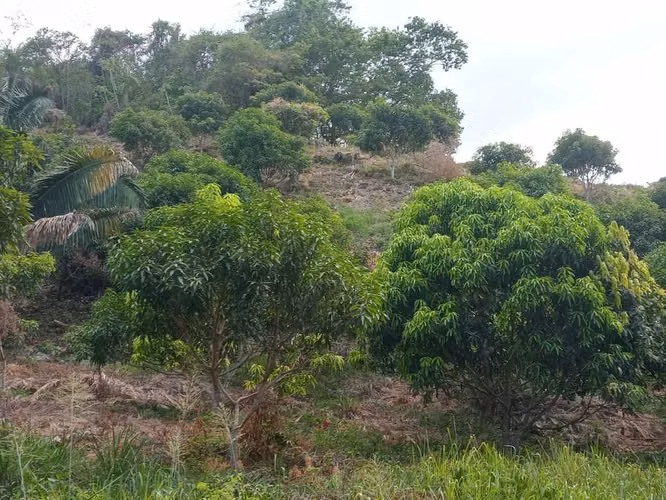 Finca con Vista al Océano Pacífico en Paquera, Puntarenas