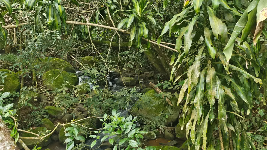 Venta de Finca en San Miguel de Piedades Sur, San Ramón, Alajuela - Imagen 4