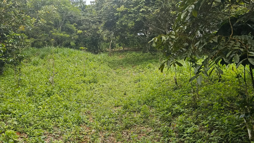 Venta de Finca en San Miguel de Piedades Sur, San Ramón, Alajuela - Imagen 2