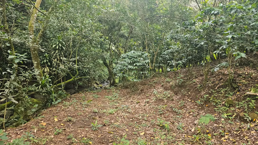 Venta de Finca en San Miguel de Piedades Sur, San Ramón, Alajuela