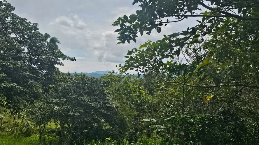 Venta de Finca en San Miguel de Piedades Sur, San Ramón, Alajuela - Imagen 11