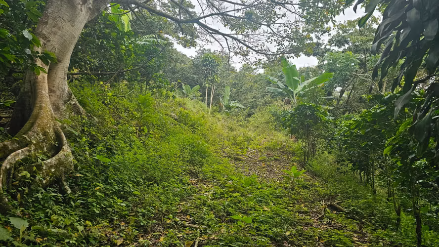 Venta de Finca en San Miguel de Piedades Sur, San Ramón, Alajuela - Imagen 3