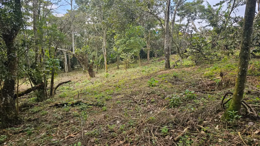 Terreno en San Miguel de Piedades Sur de San Ramón, Alajuela - Imagen 3