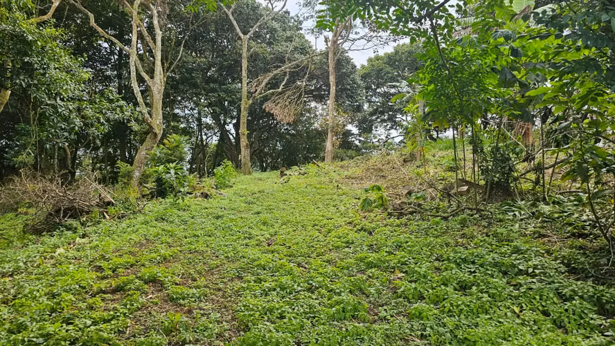 Terreno en San Miguel de Piedades Sur de San Ramón, Alajuela - Imagen 6