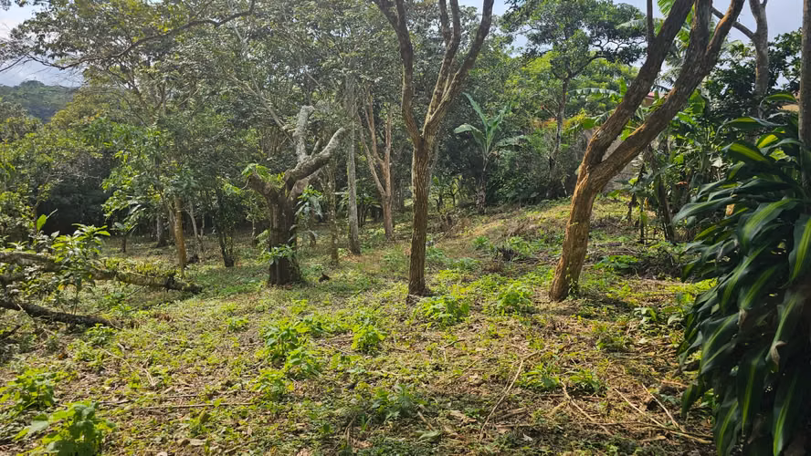 Terreno en San Miguel de Piedades Sur de San Ramón, Alajuela - Imagen 9