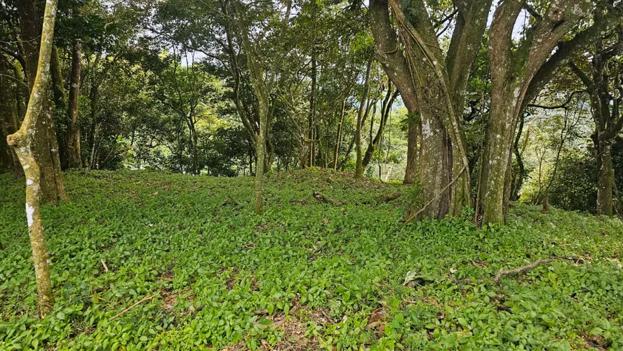 Property for sale at San Miguel de Piedades Sur, San Ramón, Alajuela