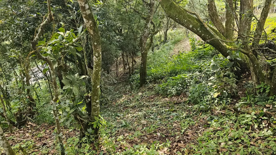 Terreno en San Miguel de Piedades Sur de San Ramón, Alajuela - Imagen 2
