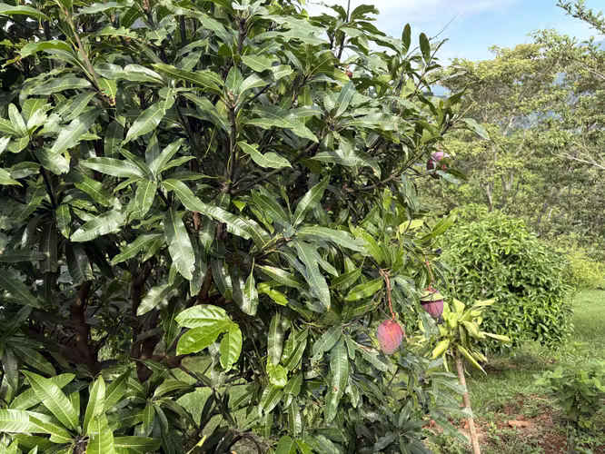 Venta de Quinta de montaña en San Ramon. - Imagen 5