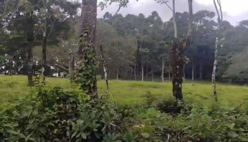 Venta de Propiedad entre San Ramón y San Carlos, Alajuela - Imagen 9