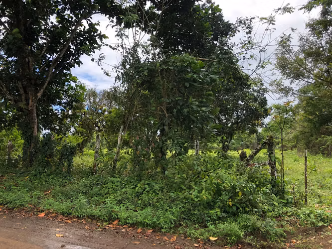 Finca en Venta 8 Hectáreas en San Carlos – Acceso al Río – Ideal Ganadería o Ecoturismo - Imagen 16