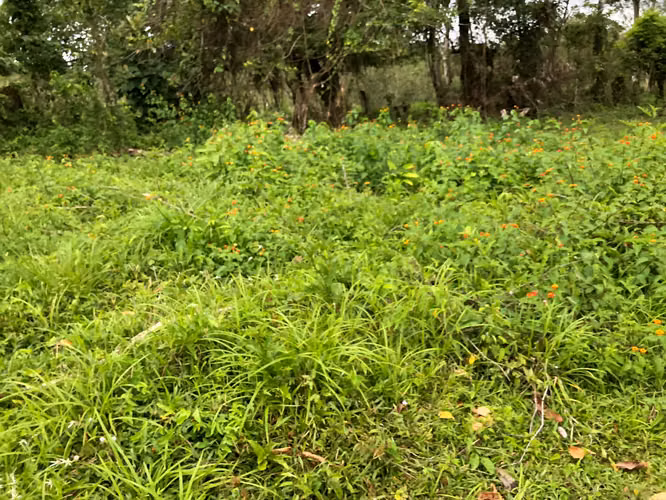 Finca en Venta 8 Hectáreas en San Carlos – Acceso al Río – Ideal Ganadería o Ecoturismo - Imagen 3