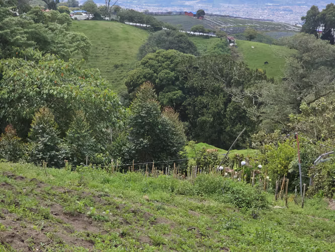 Finca en Potrerillos de  Llano Grande, Cartago