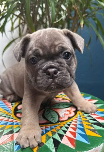 Bull Dog Francés - Imagen 4