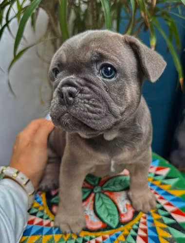 Bull Dog Francés
