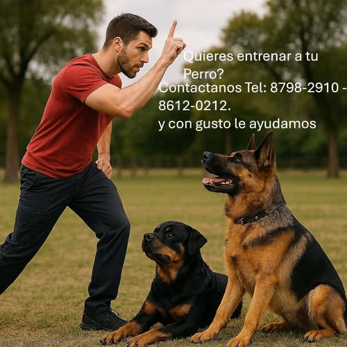 Adiestramiento canino