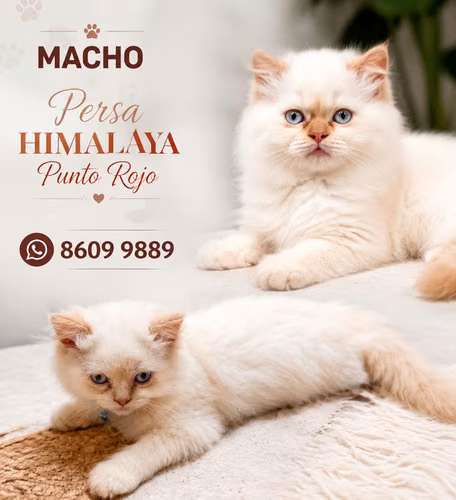 Gatitos Himalayos