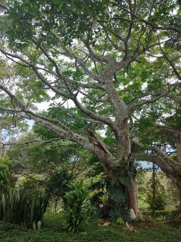Venta quinta Hacienda Los Manantiales, San Pablo, Turrubares. VPR439 - Imagen 8
