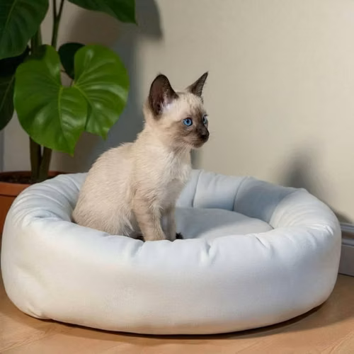 Gatos Siamés