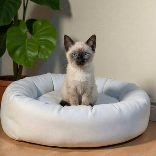Gatos Siamés