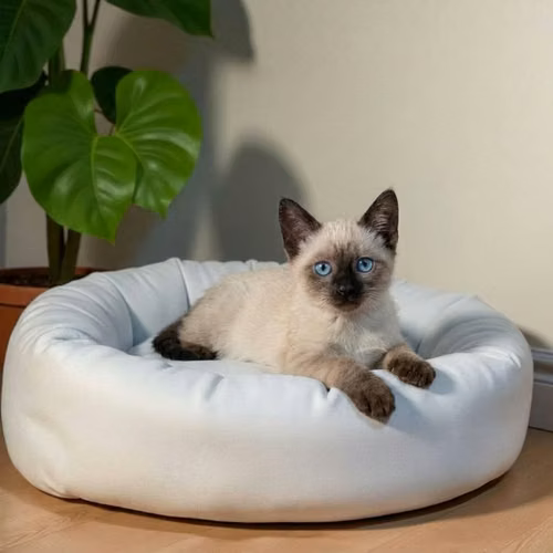 Gatos Siamés